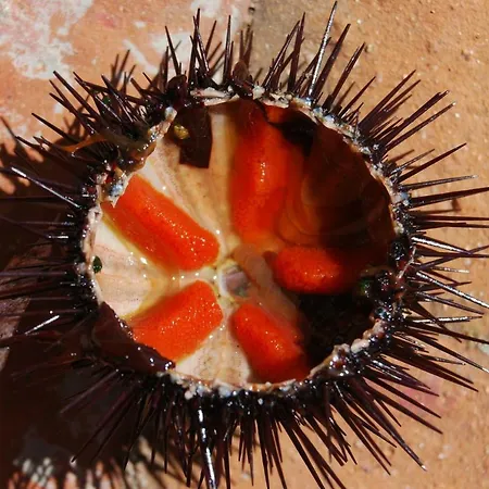 Il Riposo Dei Giganti Càbras